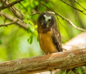 JuvenileSaw Whet002